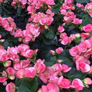 Meet your Posher, Allyson